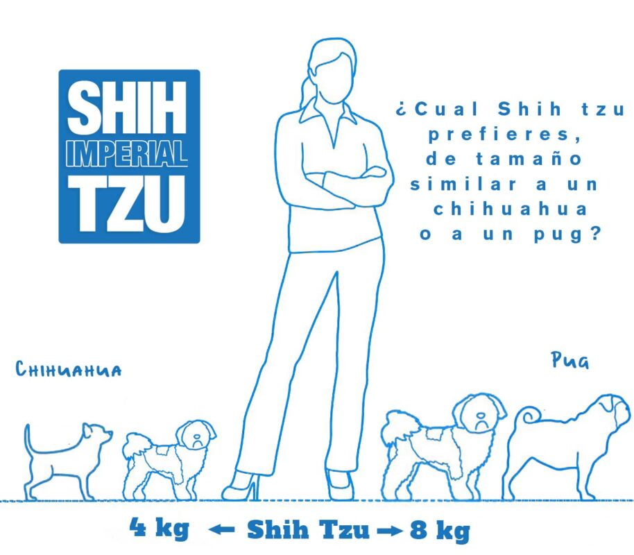 Rango de peso del Shih tzu
