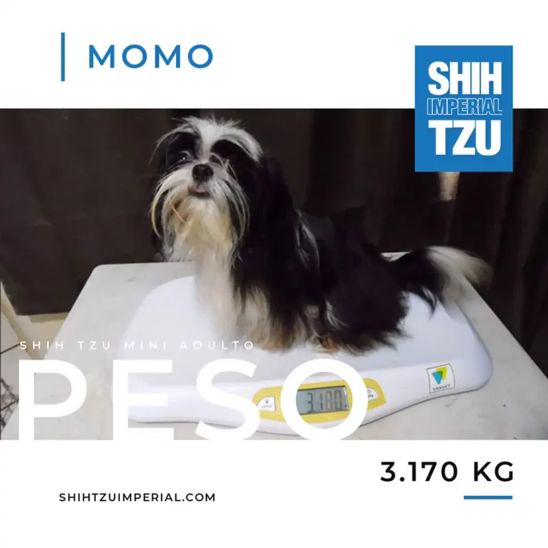 Peso de un Mini Shih Tzu Adulto