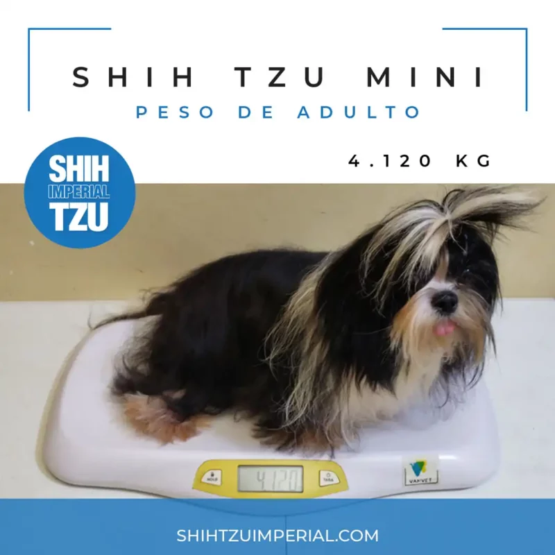 Peso de un Mini Shih Tzu 