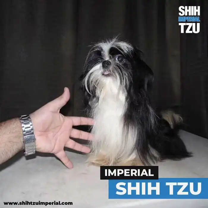 Autentico Shih Tzu Imperial Adulto